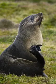 Images Dated 10th February 2014: South Georgia. Stromness. Antarctic fur seal (Arctocephalus gazella) scratching itself