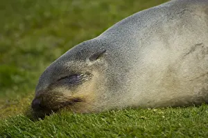 Images Dated 10th February 2014: South Georgia. Stromness. Antarctic fur seal (Arctocephalus gazella) sleeping