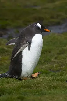 Images Dated 10th February 2014: South Georgia. Stromness. Gentoo penguin (Pygoscelis papua)