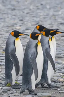 Images Dated 9th February 2014: South Georgia. Stromness. King penguins (Aptenodytes patagonicus) walking on the beach