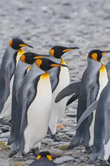 Images Dated 9th February 2014: South Georgia. Stromness. King penguins (Aptenodytes patagonicus) walking on the beach