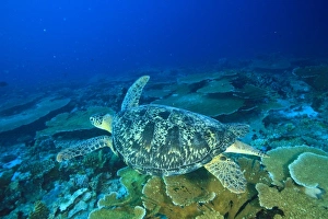 Images Dated 2nd April 2010: South Huvadhoo Atoll, Southern Maldives, Indian Ocean