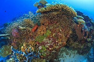 Images Dated 29th March 2010: South Huvadhoo Atoll, Southern Maldives, Indian Ocean