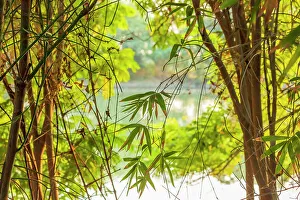 South Asia Prints: South India. Morning light by lake