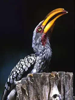Stump Prints: South Kruger National Park. Yellow-billed hornbill on tree stump