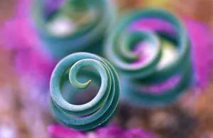Curl Prints: South Namaqualand, Curled lily leaves. Credit as: Nancy Rotenberg / Jaynes Gallery