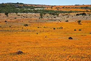 Namaqualand Prints: South Namaqualand. Field of orange blossoms in Namaqua National Park