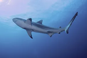 Fish Prints: South Pacific, Fiji. Blacktip shark close-up. Credit as