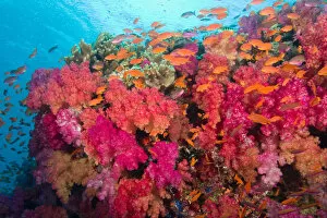 South Pacific, Fiji, Viti Levu, Bligh Water, Coral Reef, Multicolor Soft Corals (Dendronepthya sp)