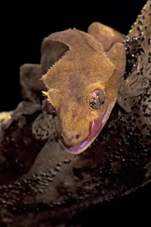 Claudia Adams Prints: South Pacific, New Caledonia. Crested Gecko (Phacodaelvlus cilialus)