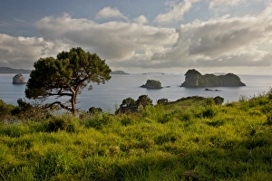 Images Dated 27th October 2012: South Pacific, New Zealand, North Island