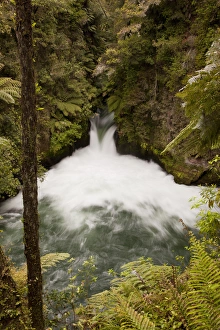 Images Dated 28th October 2012: South Pacific, New Zealand, North Island. The Kaituna River flowing over Tuteas Falls