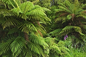 Images Dated 29th December 2006: South Pacific, New Zealand, South Island. Tree ferns in Fergusons Scenic Reserve