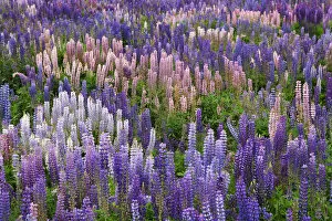 Images Dated 2nd January 2007: South Pacific, New Zealand, South Island. Blooming lupine flowers in Fiordland National Park