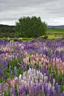 Images Dated 2nd January 2007: South Pacific, New Zealand, South Island. Lupines in Fiordland National Park. Credit as