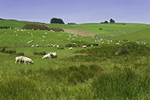 Images Dated 3rd January 2007: South Pacific, New Zealand, South Island. Sheep grazing in green field near Dunedin
