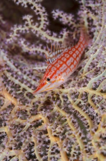 Oceania Prints: South Pacific, Solomon Islands. Close-up of longnose hawkfish