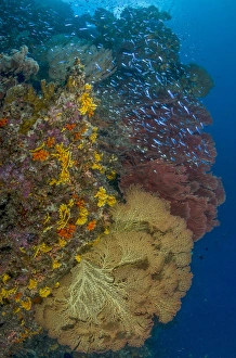 Fish Prints: South Pacific, Solomon Islands. Schooling baitfish and coral
