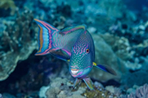 Fish Prints: South Pacific, Solomon Islands. Close-up of parrotfish