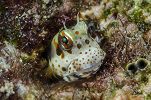 Fish Prints: South Pacific, Solomon Islands. Redspotted blenny fish amid coral