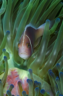 Oceania Prints: South Pacific, Solomon Islands. Close-up of pink anemonefish in tentacles. Credit as