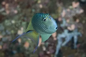 South Pacific, Solomon Islands. An atypically shaped angelfish