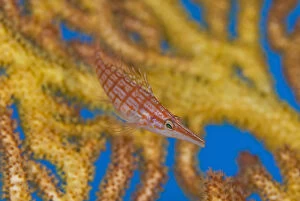 Images Dated 16th October 2006: South Pacific, Solomon Islands. A hawkfish swims above a sea fan