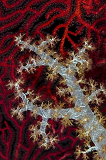 Jones And Shimlock Prints: South Pacific, Solomon Islands. Sea fan and soft coral