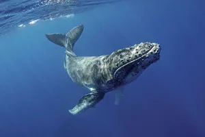 Oceania Prints: South Pacific, Tonga. Humpback calf close-up. Credit as
