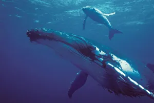 Tonga Prints: South Pacific, Tonga. humpback whale and calf