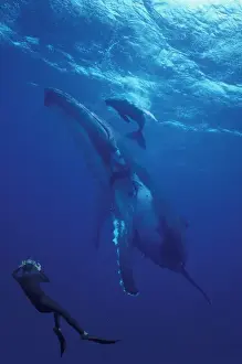 Whale Prints: South Pacific, Tonga Humpback whale and calf diver photographer