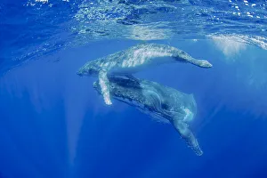 Jones And Shimlock Prints: South Pacific, Tonga. Humpback whale mother and calf close-up