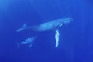Oceania Prints: South Pacific, Tonga. Humpback whale mother and calf close-up