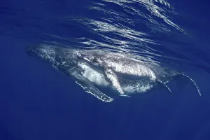 Oceania Prints: South Pacific, Tonga. Humpback whale mother and calf close-up