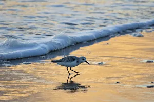 Shorebird Prints: South Padre Island surf, wet beach and sanderling