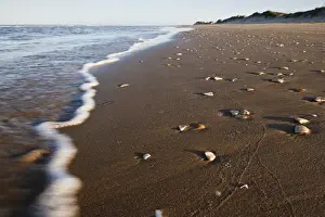 Foam Prints: South Padre Island, Texas beach on the Gulf of Mexico with sea shells by the surf