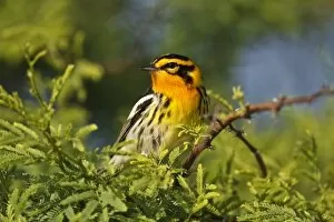Images Dated 28th April 2008: South Padre Island, Texas, USA, Blackburnian Warbler (Dendroica fusca) male, April