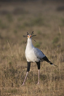 Images Dated 22nd May 2009: South Port Elizabeth, Shamwari Game Reserve. A secretary bird displays its head feathers