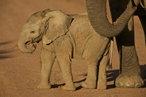 South Port Elizabeth, Shamwari Game Reserve. Baby elephant plays with a branch, mimicking