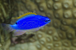 Images Dated 12th April 2014: South Seas Devil Damselfish (Chrysiptera Taupou), Coral Reef, Koro Island, Fiji