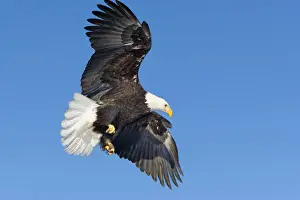 Patriotism Prints: Southeast Alaska, Mature Bald Eagle in flight with wings spread