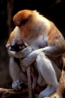Se Asia Prints: Southeast Asia, Proboscis monkey, mother and baby, primate