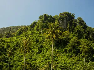 Thailand Collection: Southeast Asia; Thailand; Puhket; Phi Phi Islands; Hillside of Palms and fresh green trees