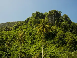 Thailand Prints: Southeast Asia; Thailand; Puhket; Phi Phi Islands; Hillside of Palms and fresh green trees