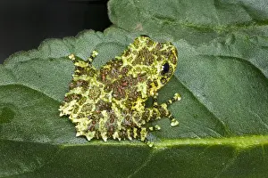 Southeast Asia, Vietnam. Close-up of mossy tree frog on leaf