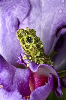Images Dated 10th February 2008: Southeast Vietnam. Close-up of mossy tree frog on flower. Credit as: Jim Zuckerman