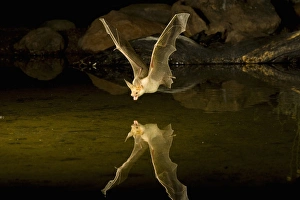 Southern Arizona, USA, Pallid Bat, Antrozous pallidus. In flight, swooping over a