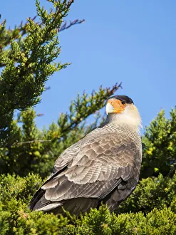Images Dated 24th October 2017: Southern crested caracara (Caracara plancus), Carcass Island