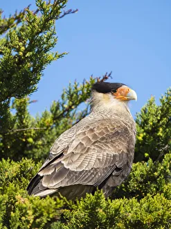 Falcon Prints: Southern crested caracara (Caracara plancus), Carcass Island, Falkland Islands