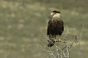 Caracara Prints: Southern Crested Caracara, Torres del Paine National Park, Chile, South AmericaPatagonia